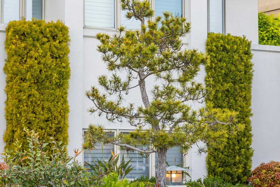 hybridné riešenie zelenej fasády