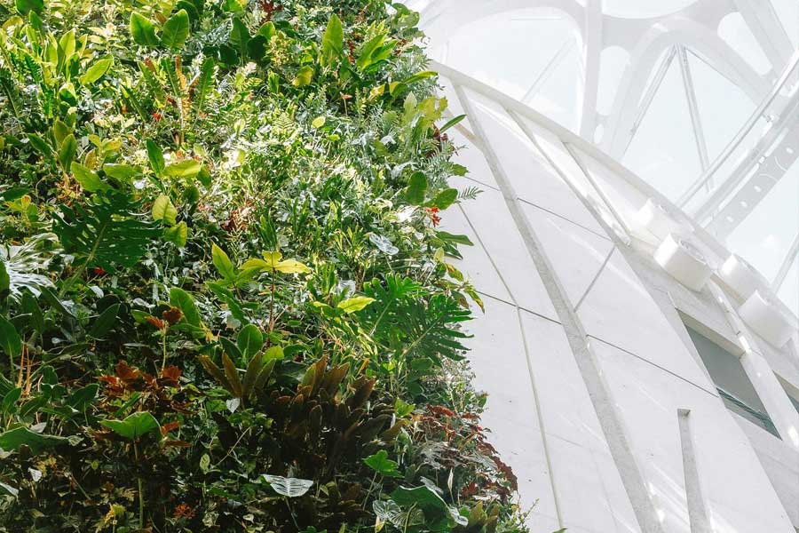 hydroponický systém zelenej fasády